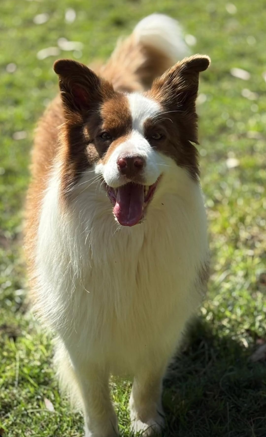 Border collie walking toward camera