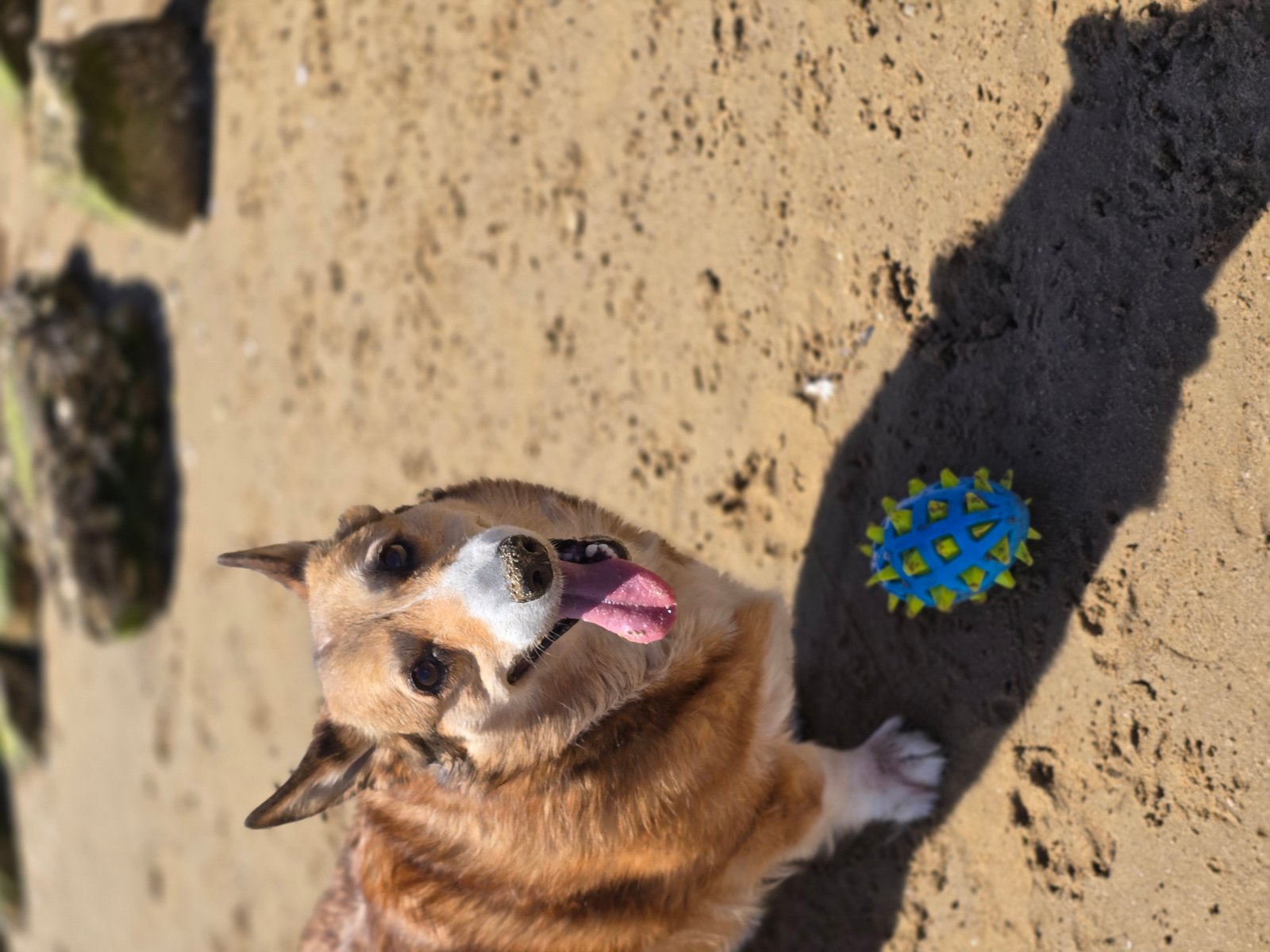 Buddy the dog